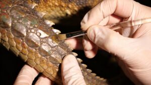 Caring for Creature Displays