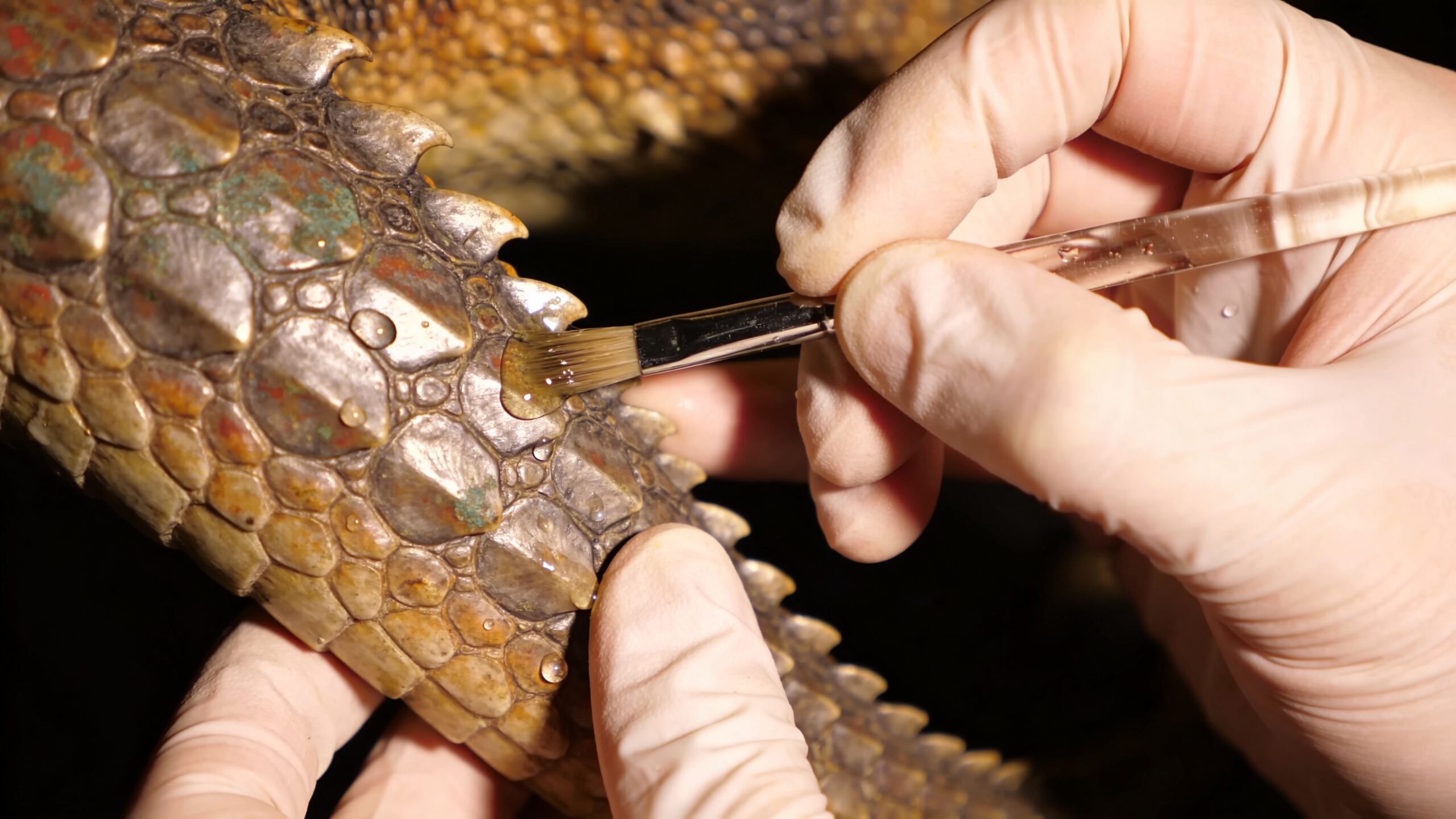 Caring for Creature Displays